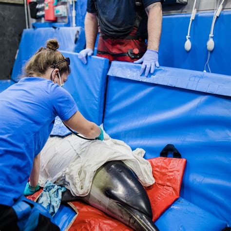 aquatic vet near me|How to Become an Aquatic Veterinarian (Surfing Surgical Seas).